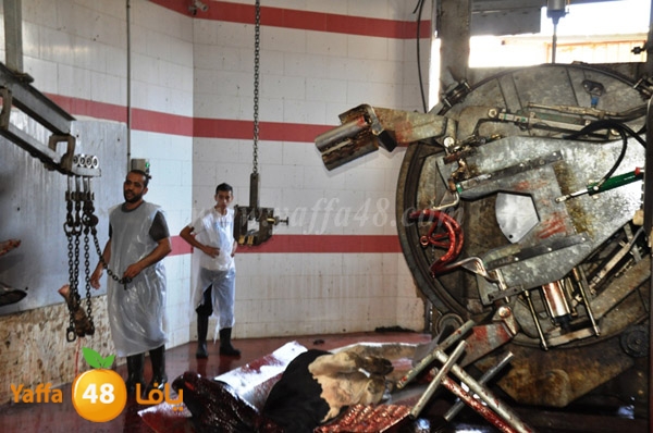 Jam3iya la7m3n (32).JPG